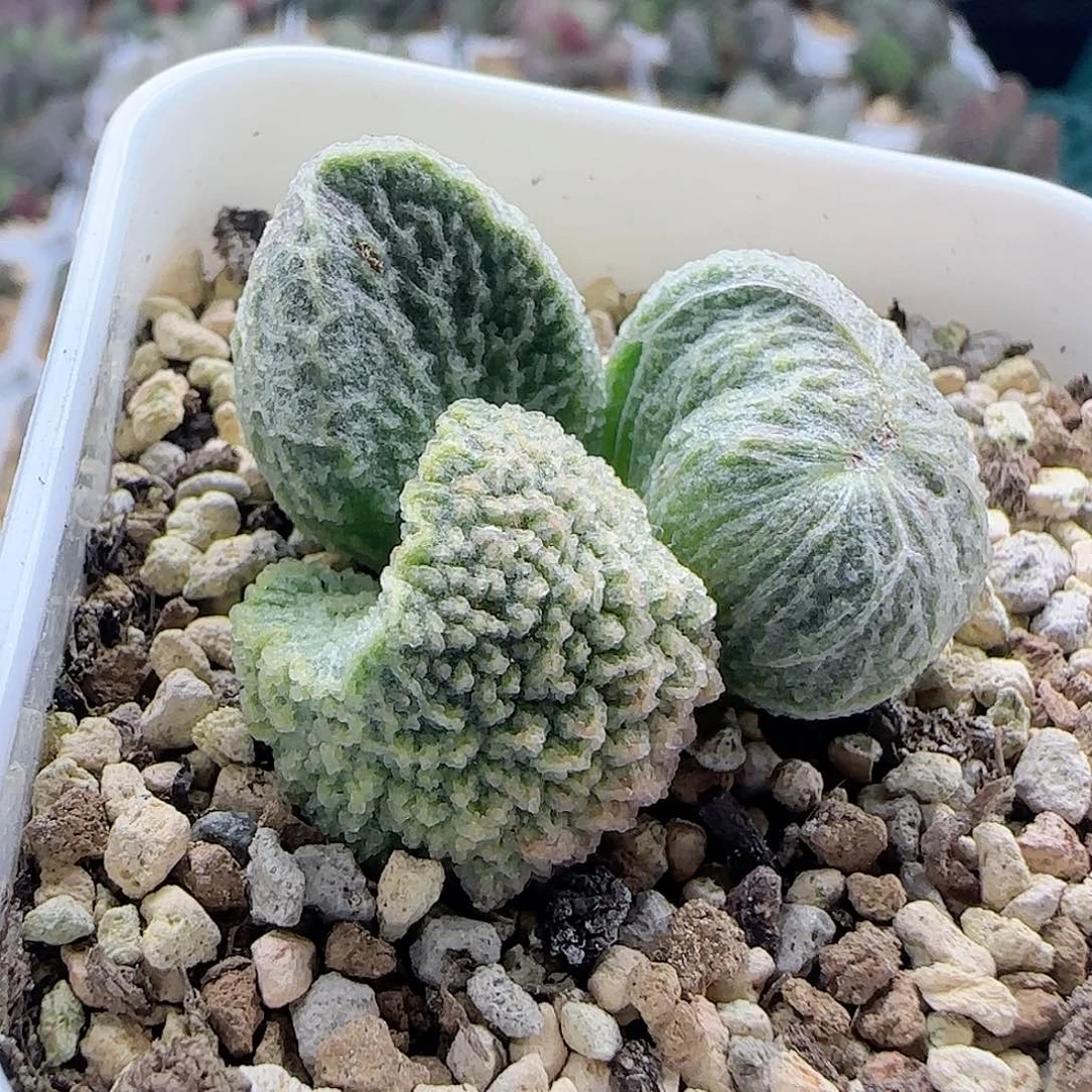 实生水泡，微粉。。。。