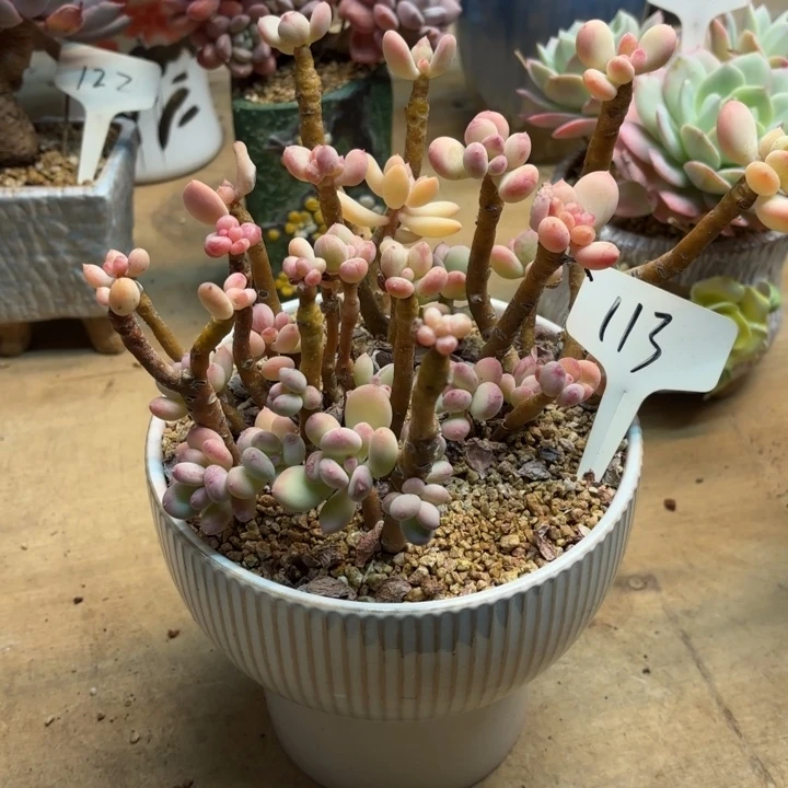 多肉植物，三日月美人113号