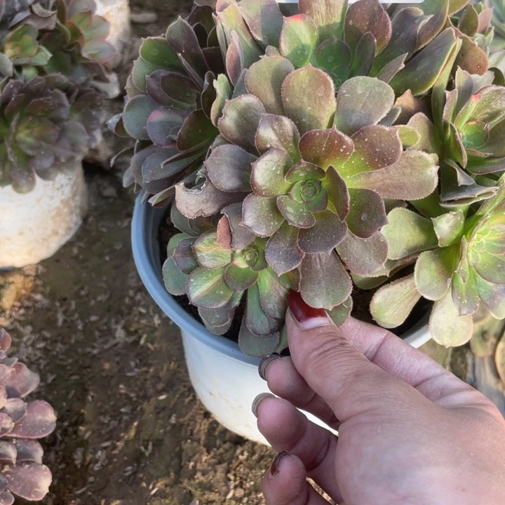 1308二号棚七彩多肉植物A