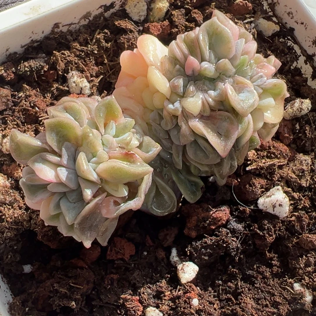 可爱玫瑰锦缀化，爱心型