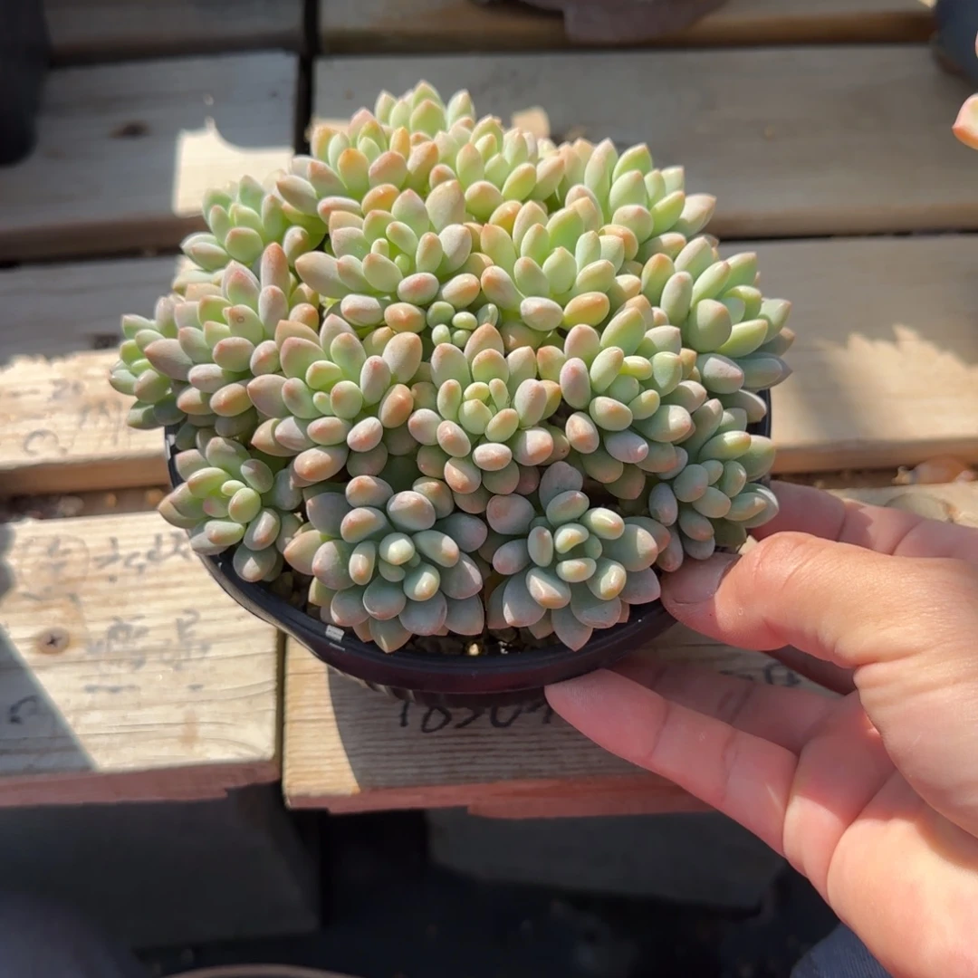 达芙妮鱼子酱老桩多肉五十包邮老桩