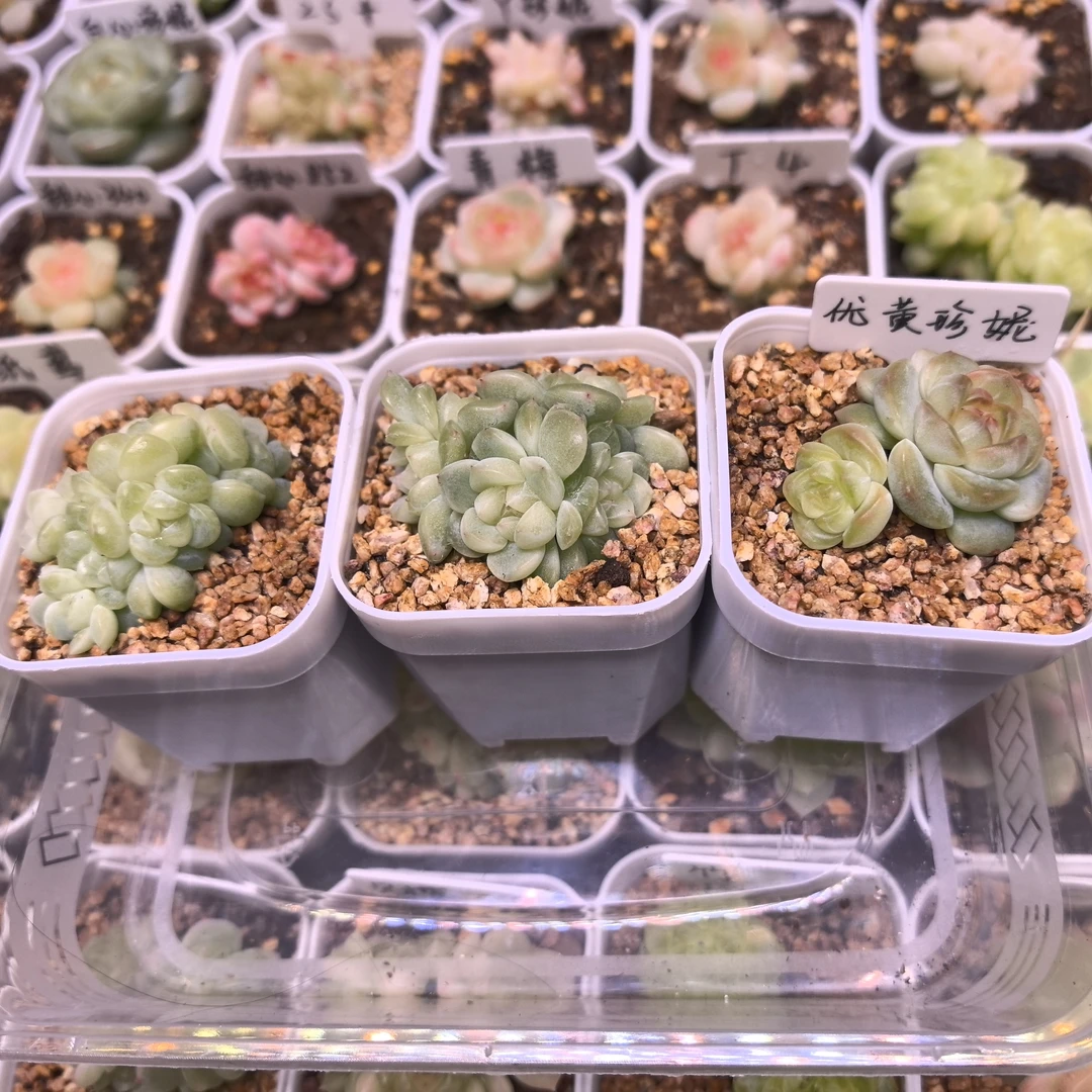 财富多肉一物一拍