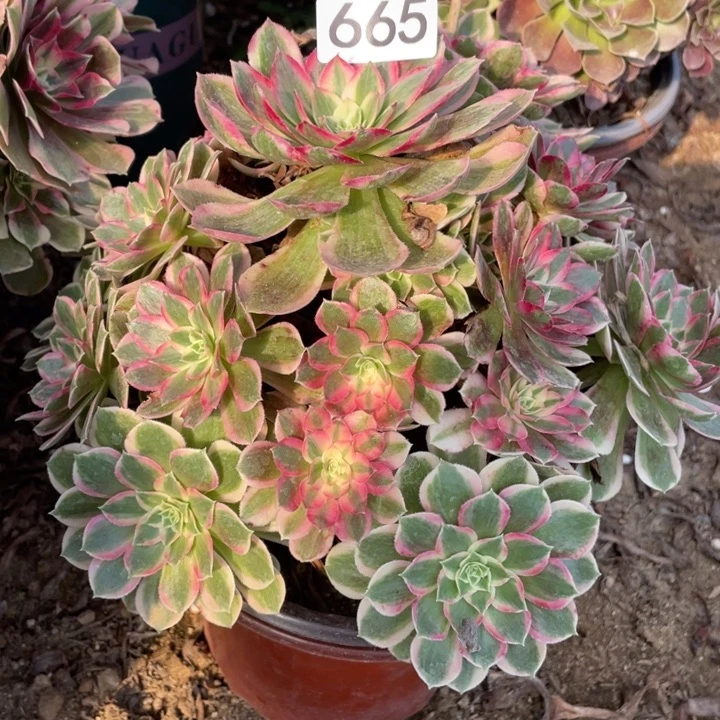 小***象无花朵665多肉植物孔雀翎