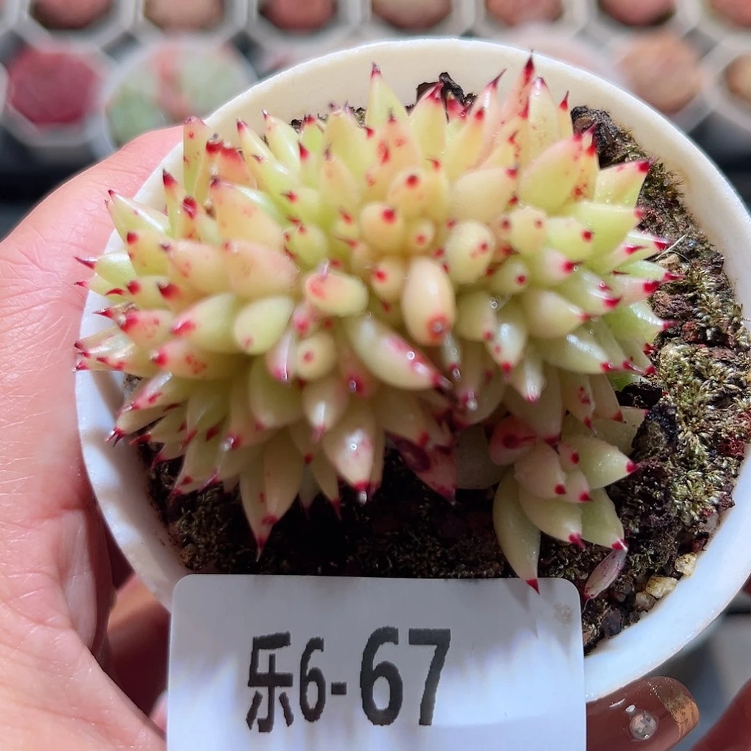 乐6-67 虎鲸缀化