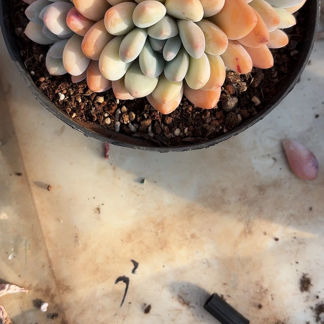 柔姐的一个香水好看