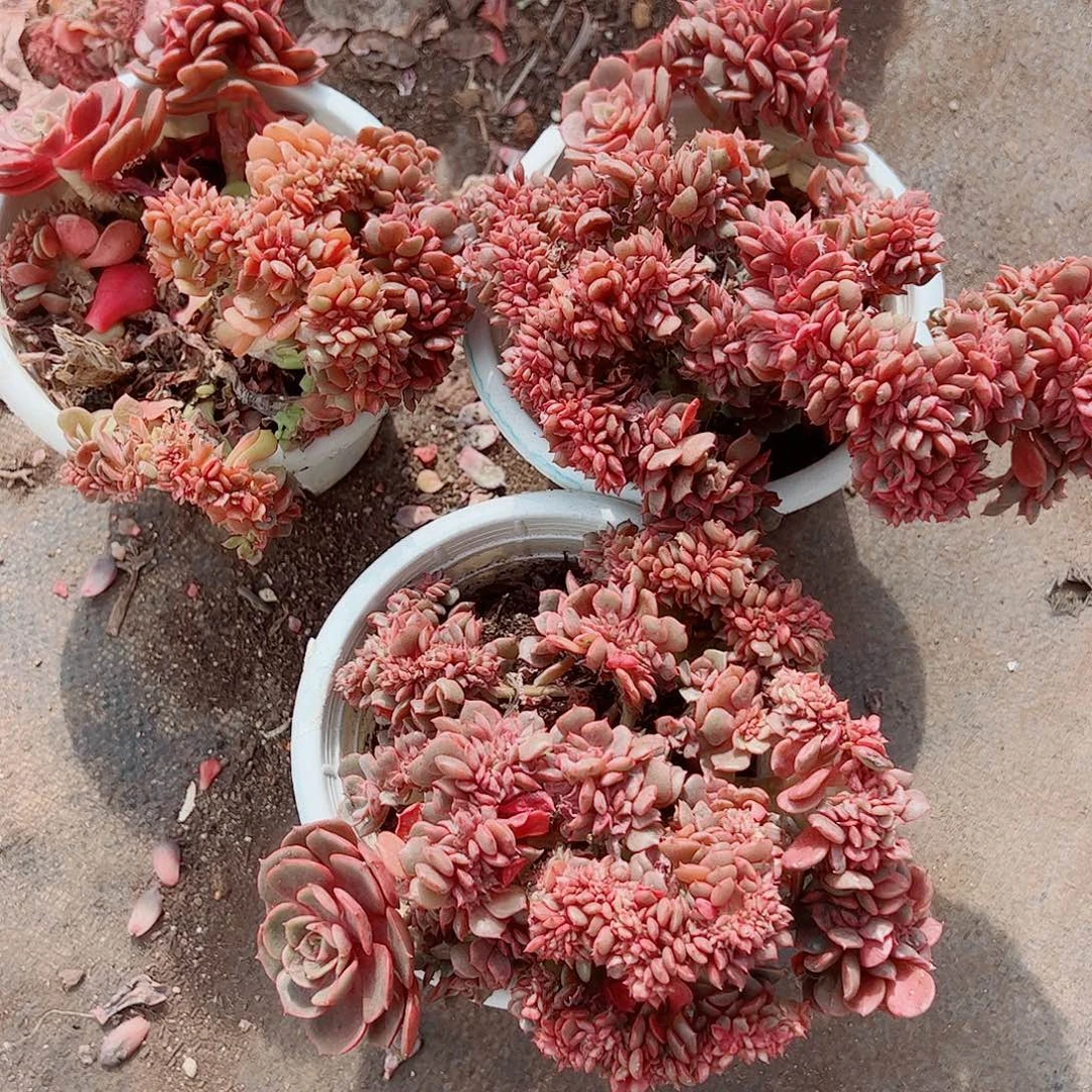 大红袍缀化精品特价