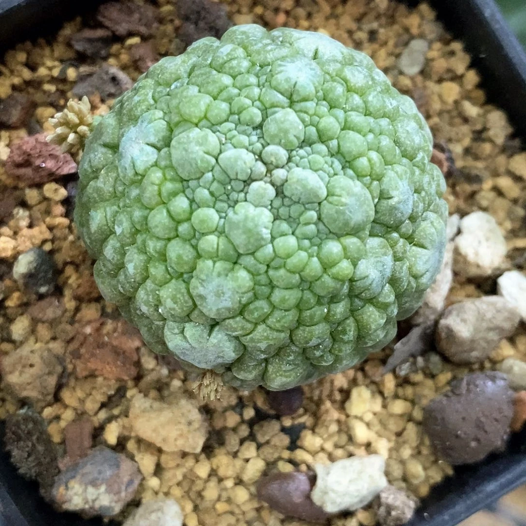 孤品实生特选哥斯拉大尤凝蹄玉3.5cm
