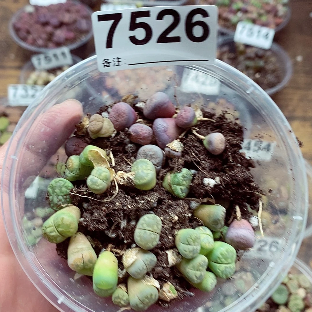 7526粉碧琉璃绿牙