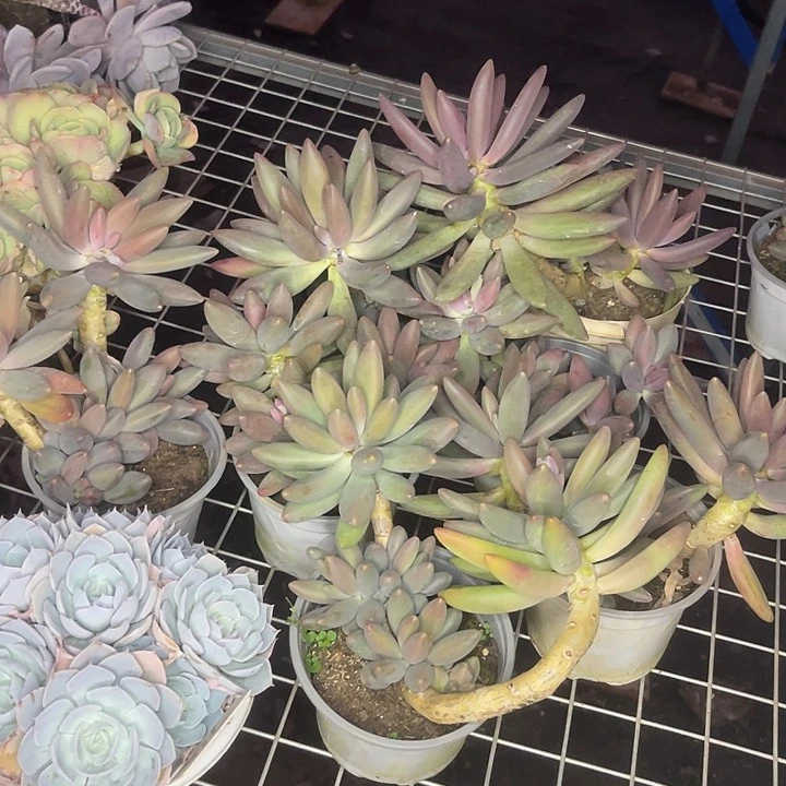 丰***)两单包邮，一物一拍7颗烟花