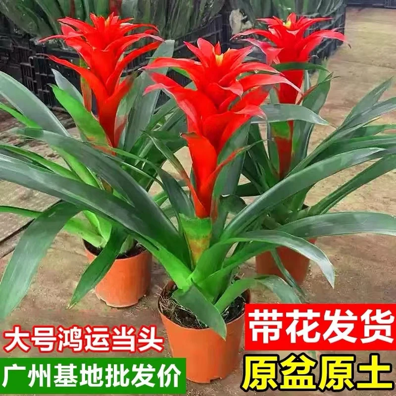 鸿运当头盆栽易活植物办公室内年宵花卉绿植大型凤梨开业乔迁送礼