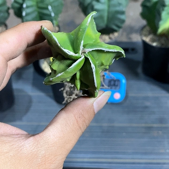 田***喵核桃实生脱土发货