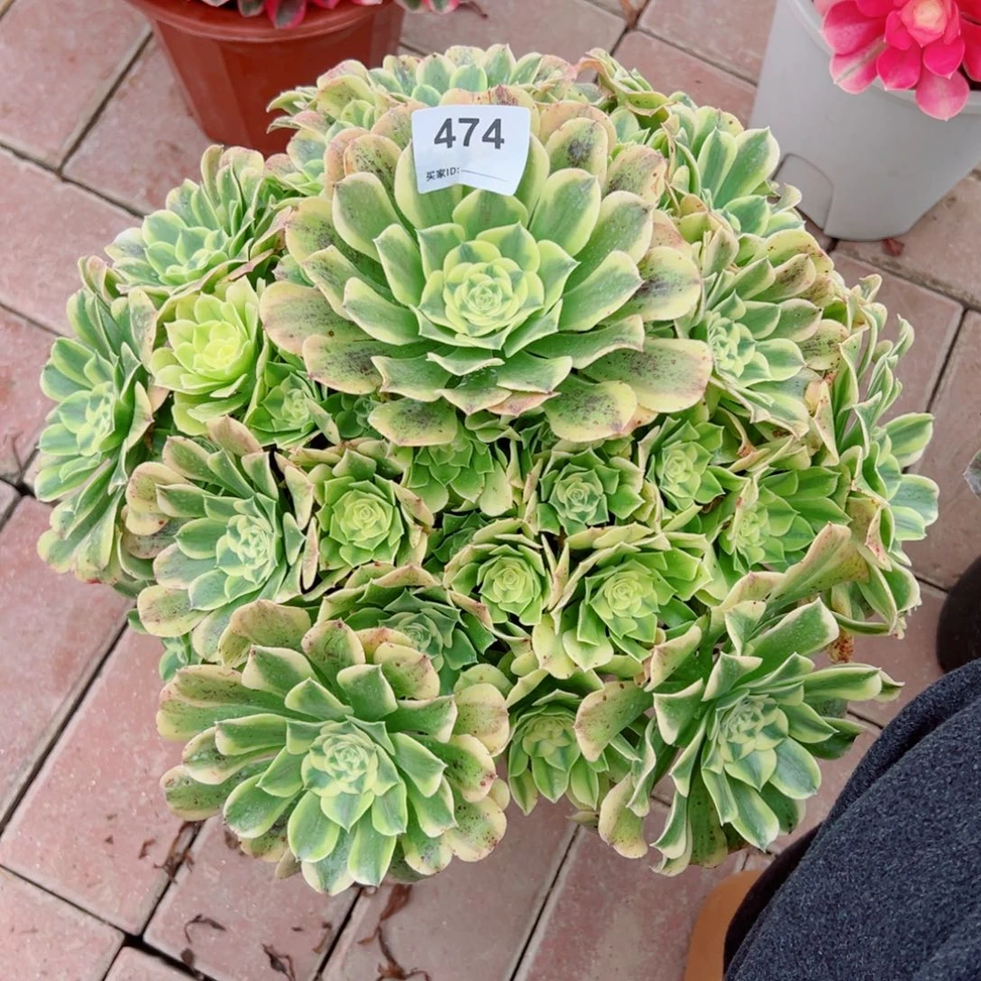 474绿豆沙法师多肉植物