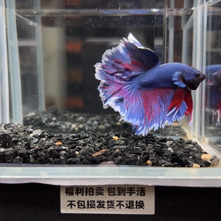 斗鱼竞拍跑单拉黑26日52