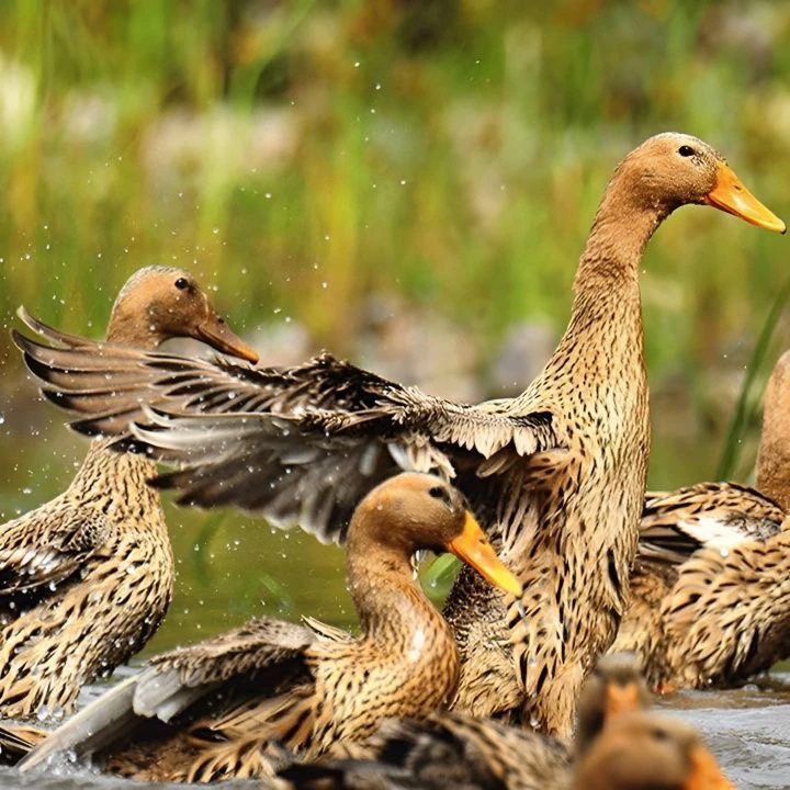 金锭鸭绿壳宠物鸭 高产绿壳蛋