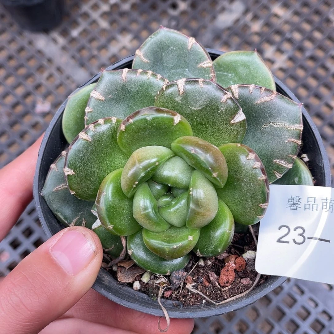 多肉一物一拍23-73