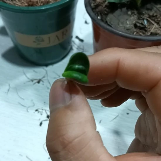 完全开放君子兰小苗君子兰小苗