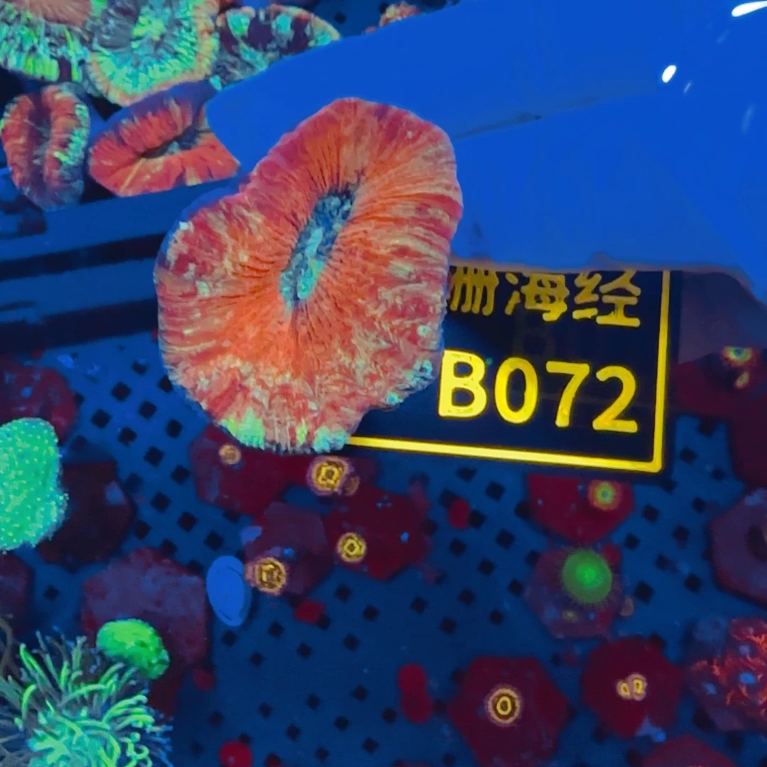 纽扣珊瑚可**乐晓晓不包邮开放脑B072
