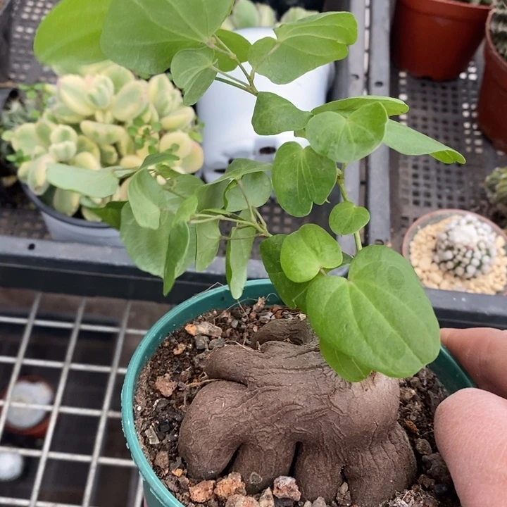 伯克利和格蕾特的故事都很