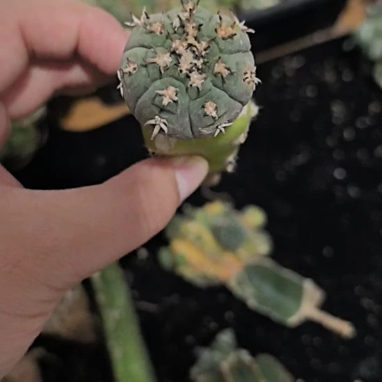 一物一拍，柱子球！