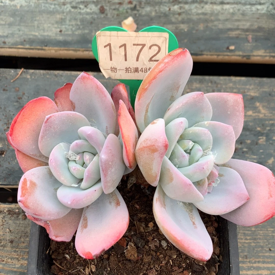 韩版奶茶老桩开播福利1172