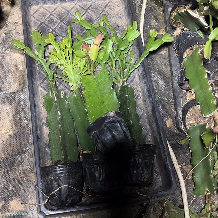 四颗嫁接小破苗无售后7-7