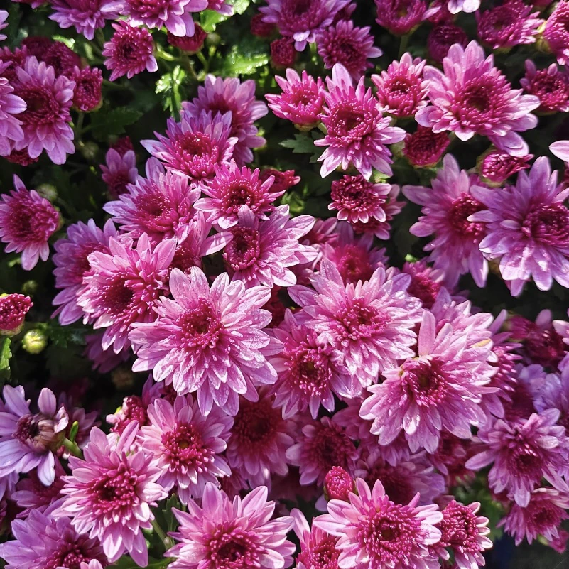 【水晶之恋】晚霞系列千头球菊盆栽 耐寒耐热 适合庭院阳台养护