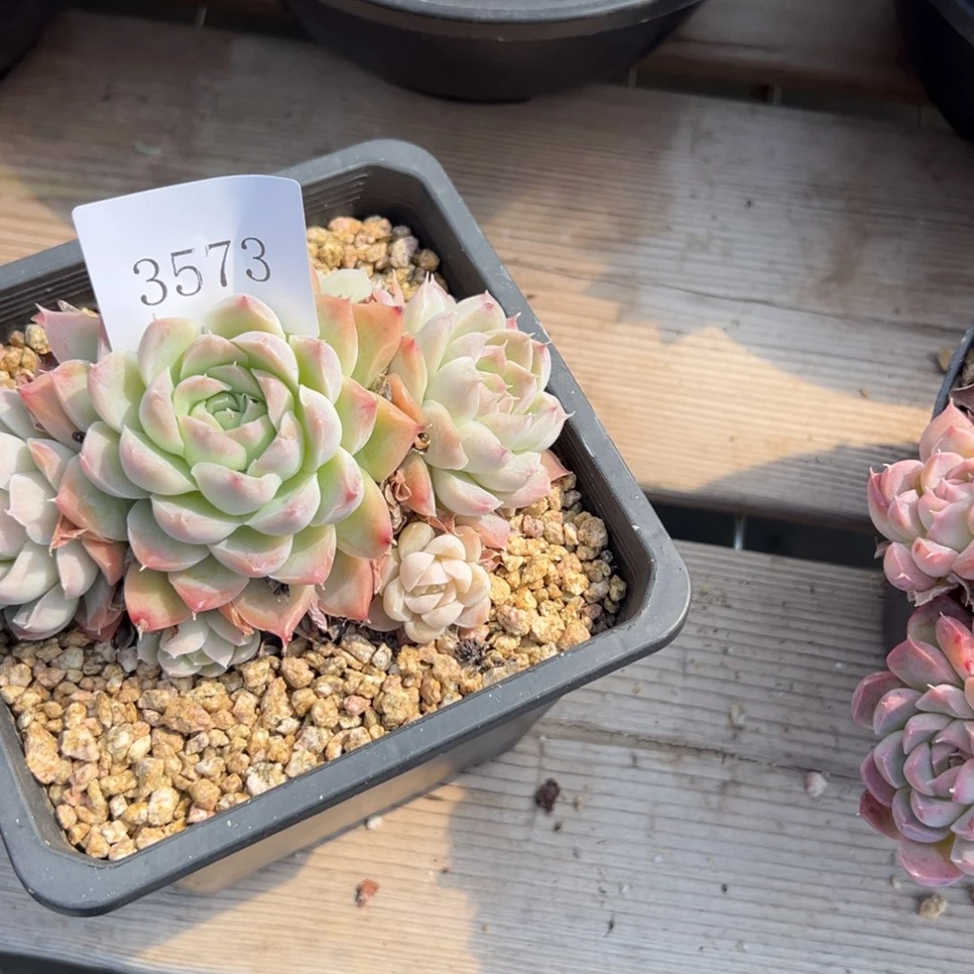 忠*3573多肉多多多多多