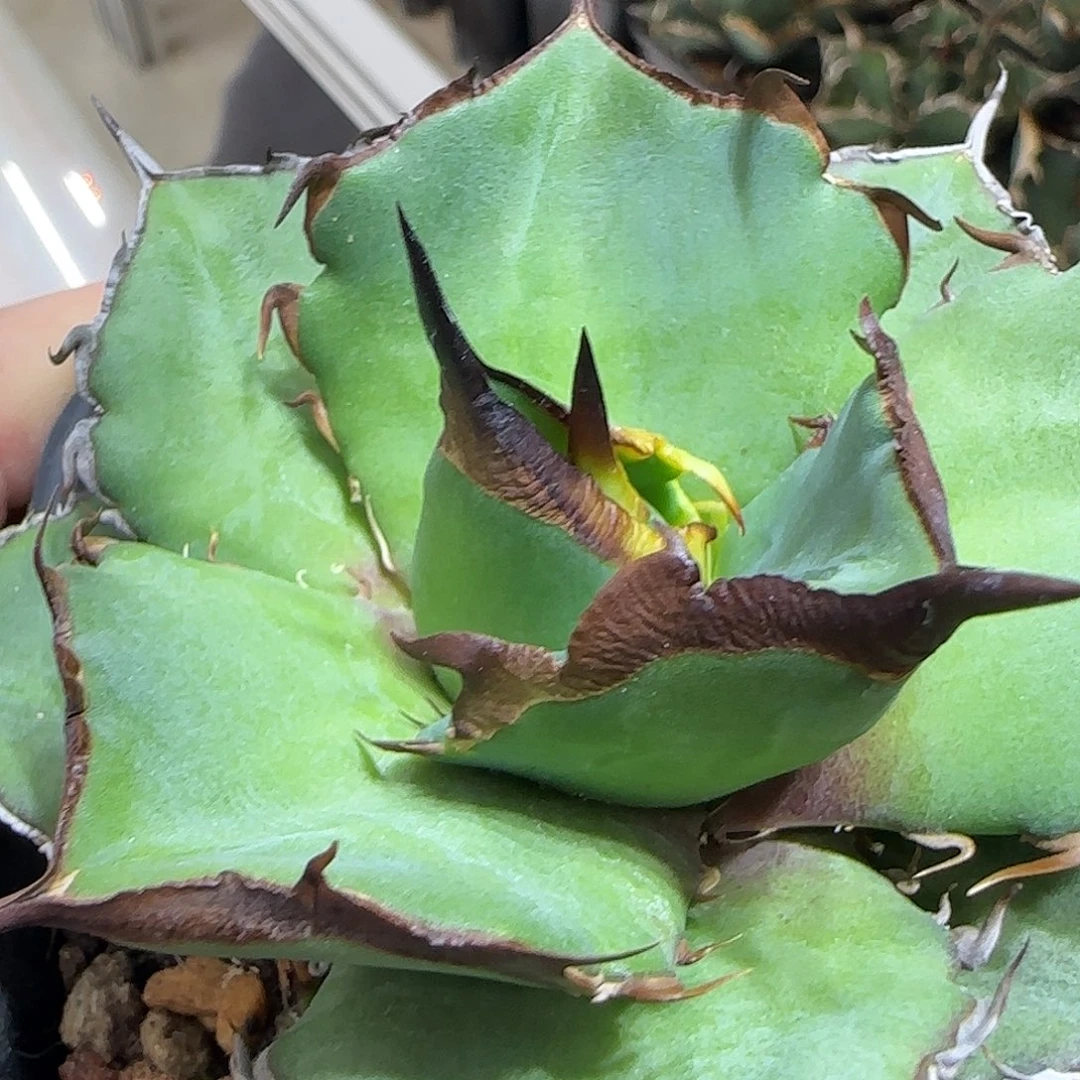 貔貅龙舌兰1111111111111