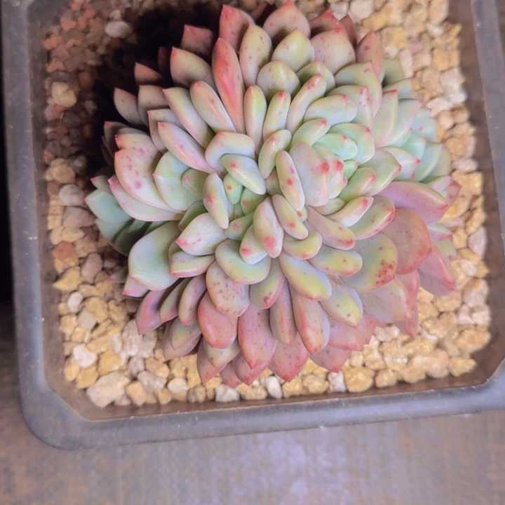 爱丽儿福利11111111