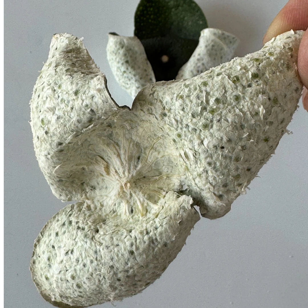 新会三江深吕2025年驳枝10月大青皮陈皮9年老树细叶油身天然生晒