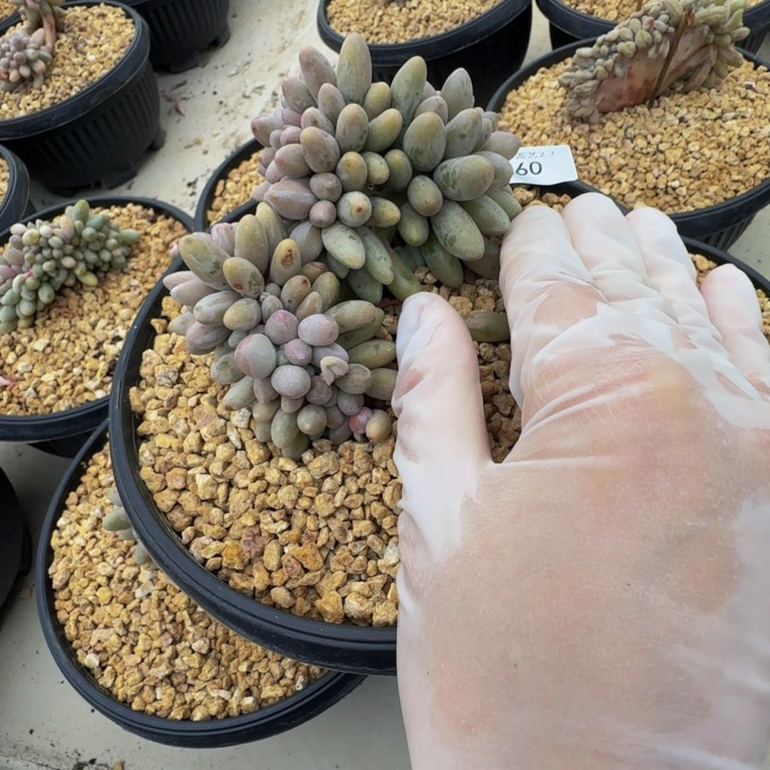 a a a a a a a a a 60