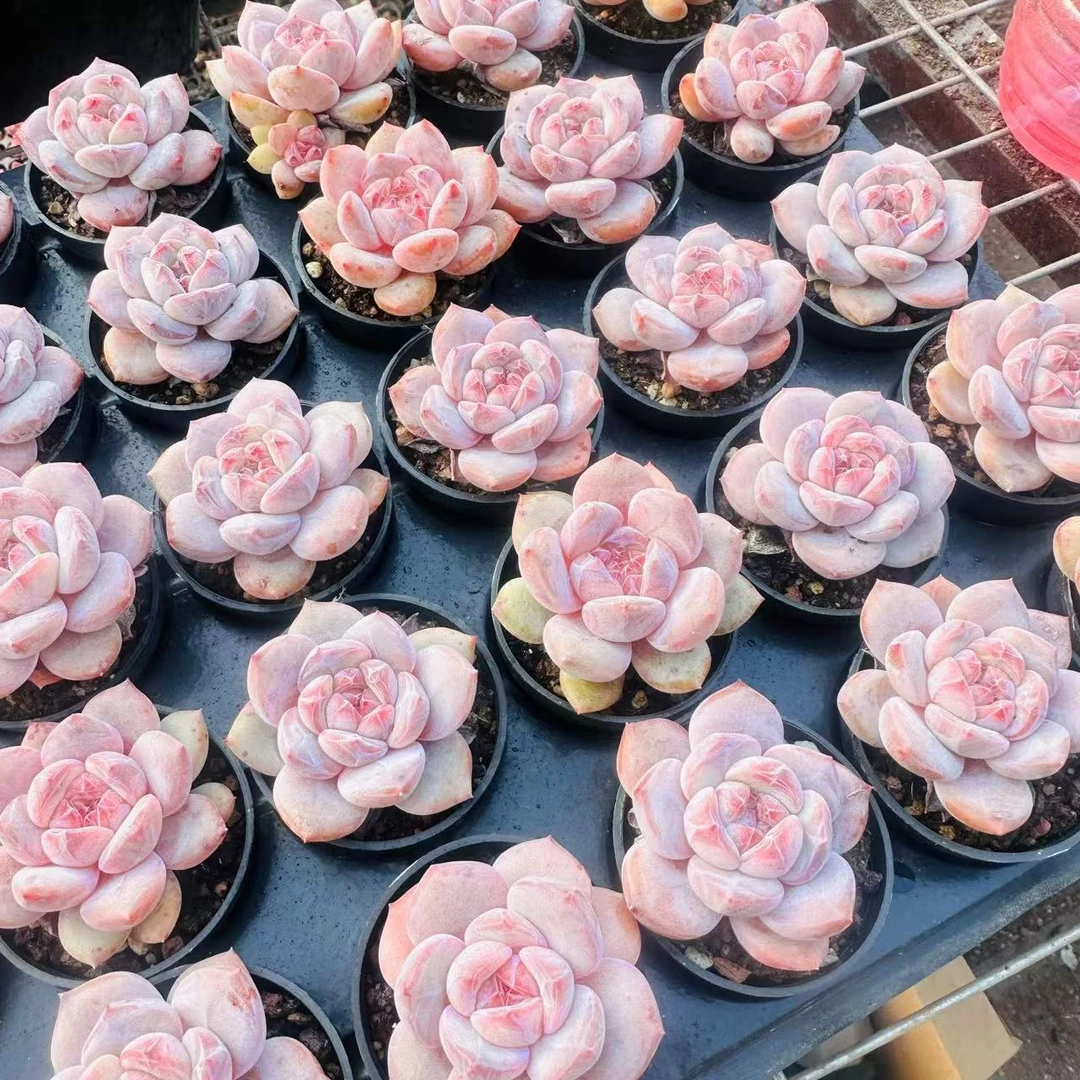 五厘米粉笔  十颗 精品多肉（以直播间展示为准）