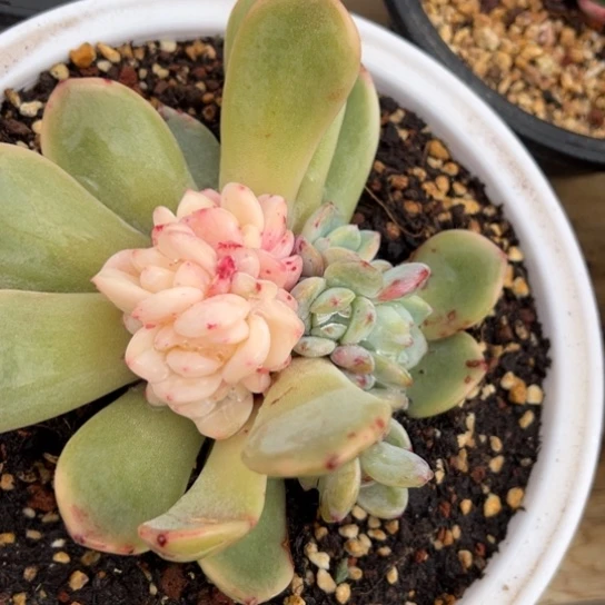 橙梦露锦 夏鸣园艺