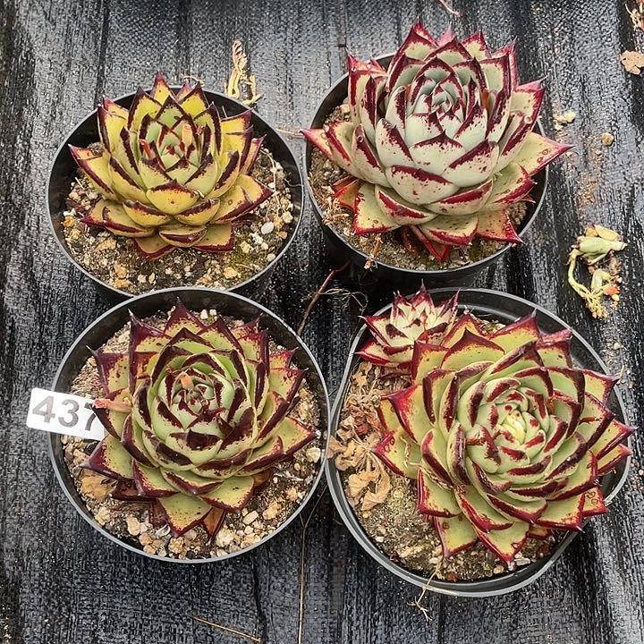 若如东云组拍437