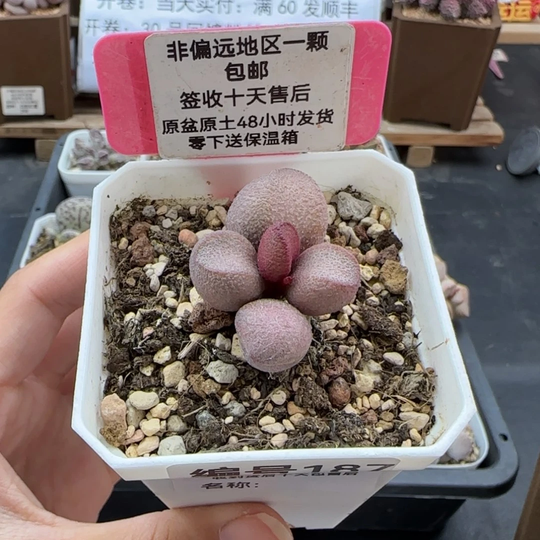 187粉红哈密瓜多肉