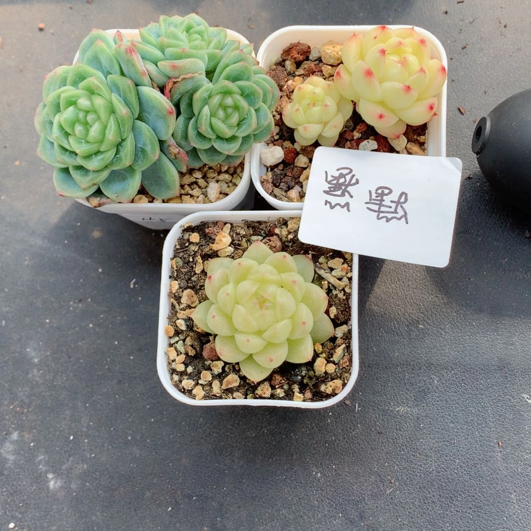 无**默58包邮  群生不包整默默寄养