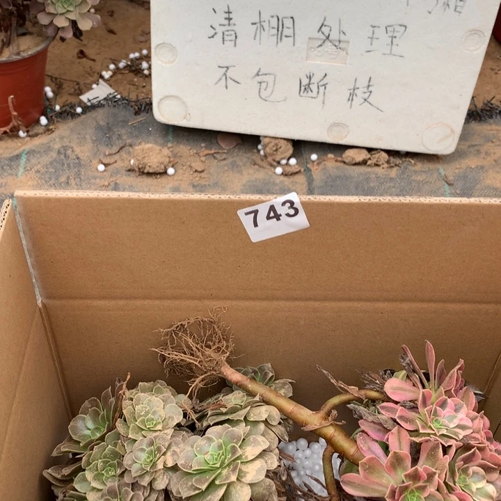 743三颗法师多肉