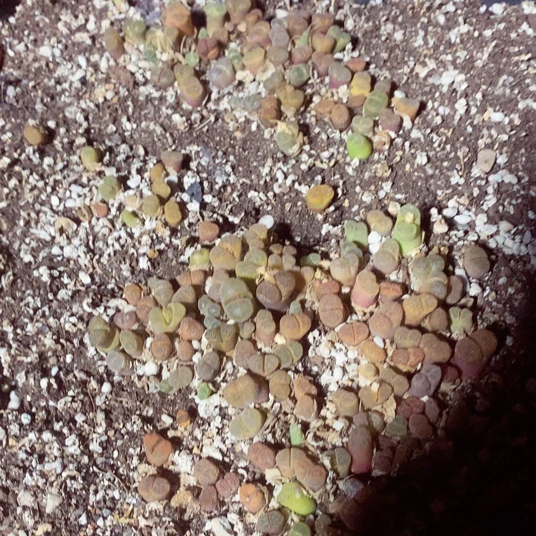 203风铃呃呃呃呃呃呃呃呃呃呃呃呃