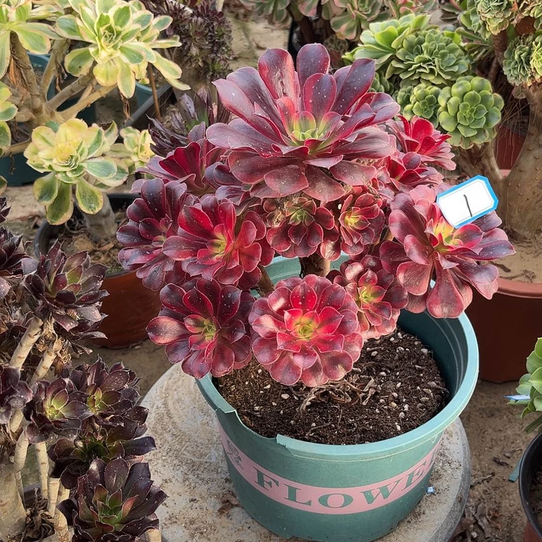 1美杜莎法师多肉植物