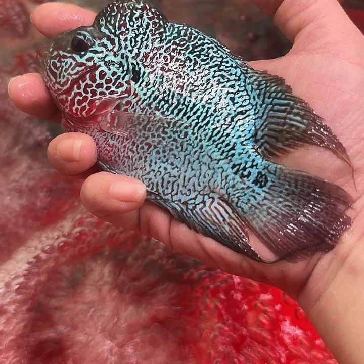 自***A罗汉鱼大概哈哈哈v方式