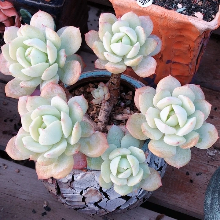 【闪购商品】娜，恋曲