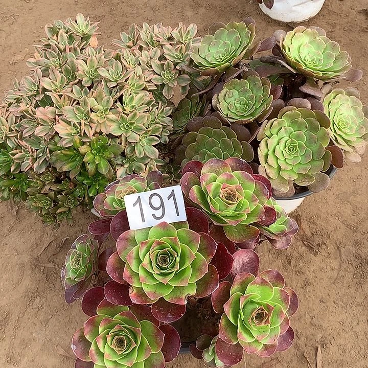 无花朵191三颗多肉植物组合