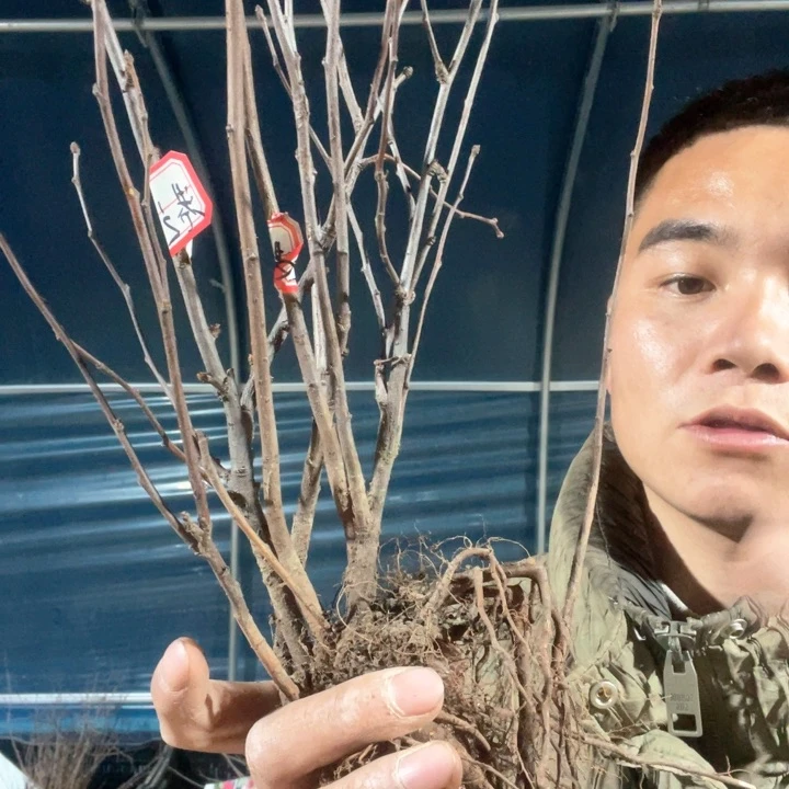 原生港之曙海棠花一颗