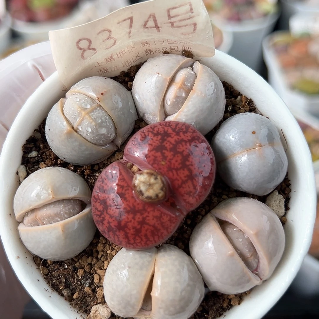 好养易活生石花大母本8374