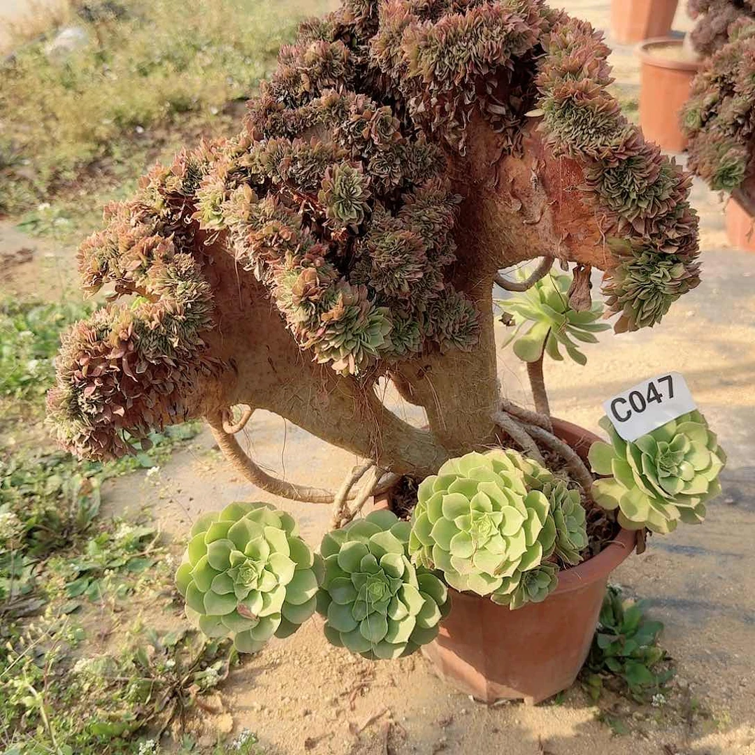 朵朵一颗047飘枝不包售后