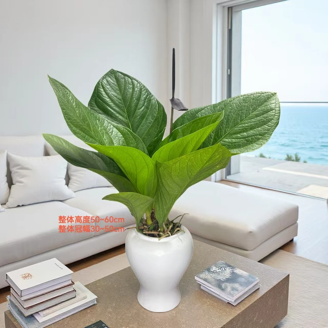 【水培土培聚宝盆】大叶鸟巢花烛室内绿植净化空气好养花卉适合客厅