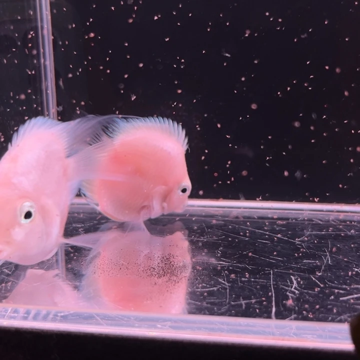 孔雀鱼胭脂粉桃心迷你鹦鹉种鱼1对