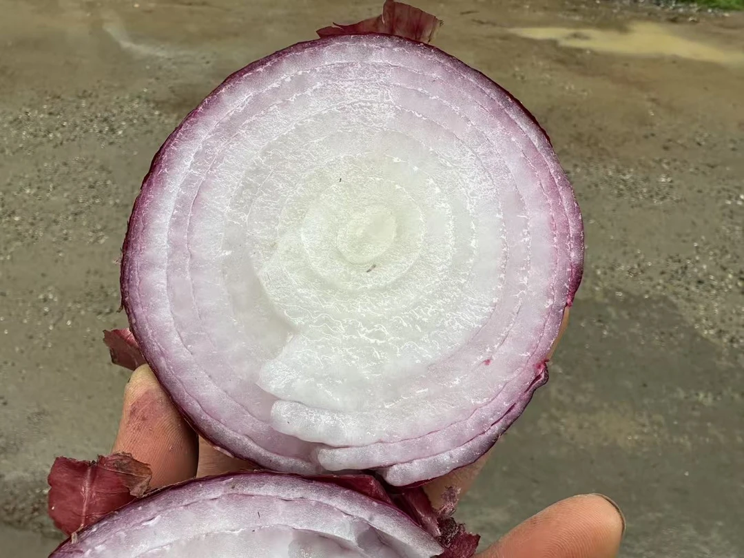 2025年新野洋葱自家种植新洋葱甜度高水果味洋葱2-5斤