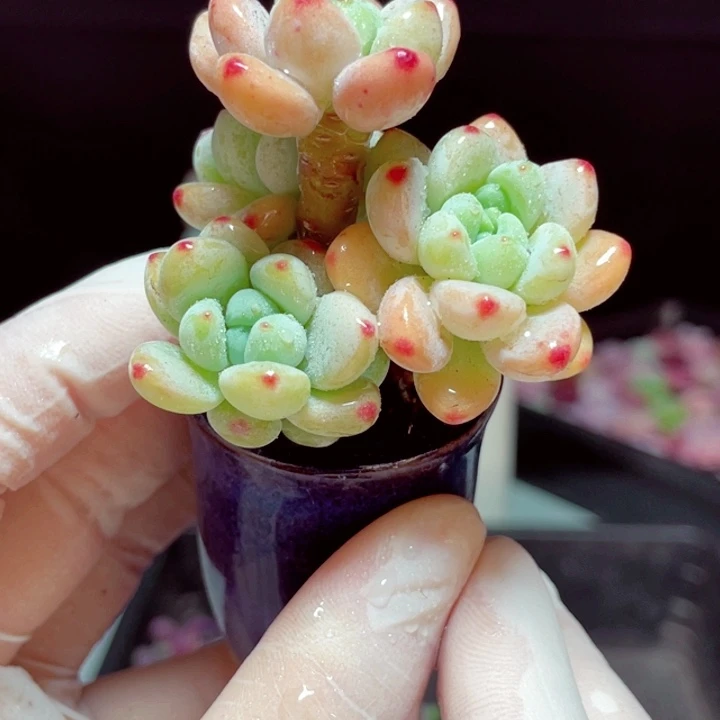 罗琦样品1颗带盆发货2