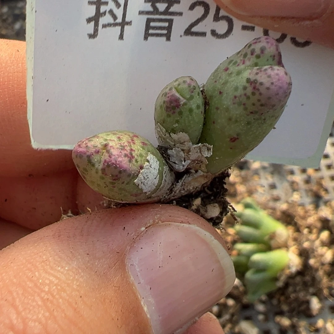 25-65肉锥多肉植物大战